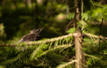 A chick of redwing (Turdus iliacus) sitting on a mossy stone in sunny temperate forest. Selective focus with blured bokeh background.