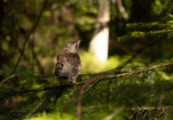 A chick of redwing (Turdus iliacus) sitting on a mossy stone in sunny temperate forest. Selective focus with blured bokeh background.
