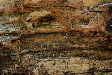 Old wood background. Old broken oak tree branch lying and sunbeams above, Nabran Forest,Azerbaijan.