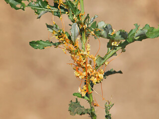 The greater dodder or European dodder, parasitic plant, Cuscuta europaea	