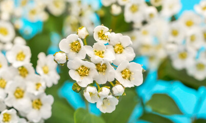 Small white flowers. Close up. Beautiful natural background.