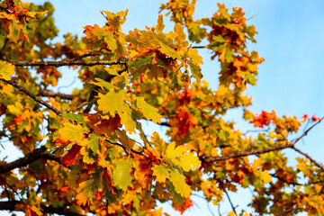 Autumn landscape in the park or in the forest. Beautiful colored trees glowing in sunlight. Yellow tree leaves. Autumn forest.