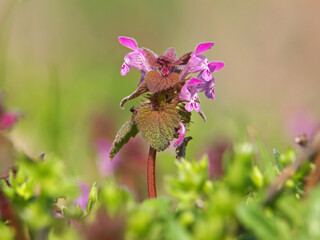Purple Deadnettle blooming plant, Lamium purpureum