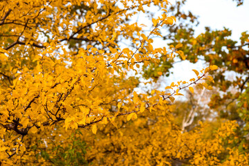 Autumn landscape in the park or in the forest. Beautiful colored trees glowing in sunlight. Yellow tree leaves. Autumn forest.