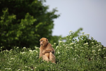 Berberaffe