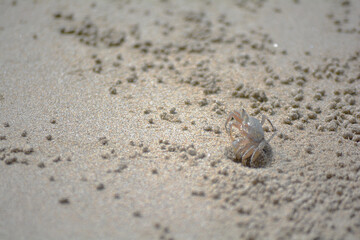 Crab 