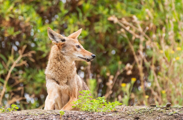 Coyote in the bushes