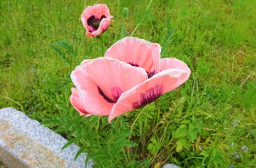 Coquillette avec une beaut&eacute; exceptionnel dans un vaste jardin. 