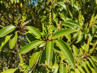 Fototapeta na wymiar Cherry Laurel (in german Lorbeerkirsche or Kirschlorbeer) Prunus laurocerasus