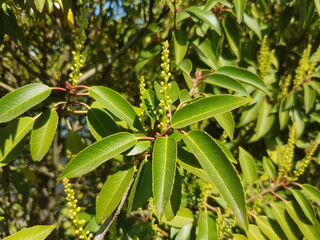 Obraz premium Cherry Laurel (in german Lorbeerkirsche or Kirschlorbeer) Prunus laurocerasus