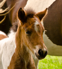 Fototapeta premium A very tiny and pretty skewbald foal, just some days old, is standing near it`s mother and grooming and looking