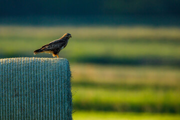 A common buzzard in the wild
