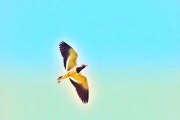 bird in the sky