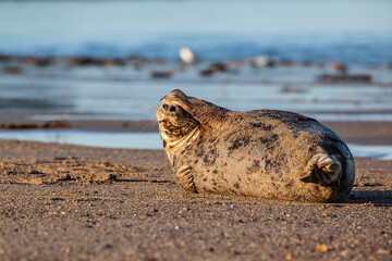 Obraz premium Young Seal at the beach on the island of Helgoland / Germany