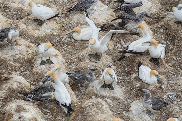 Muriwai Gannet Colony New Zealand / Basstölpel Kolonie Neuseeland