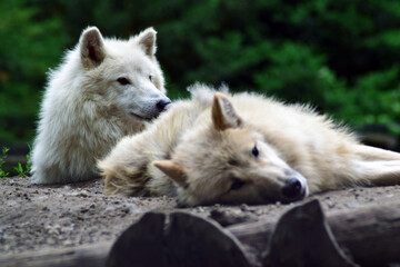 alaskan wolfves resting
