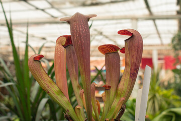 Pitcher Plant