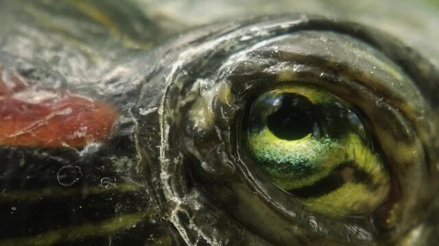 Turtle eyes in the sun, macro extremes,close up of subject, slow motion