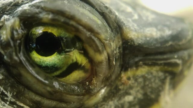 Turtle eyes in the sun, macro extremes,close up of subject, slow motion
