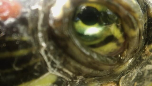 Turtle eyes in the sun, macro extremes,close up of subject, slow motion