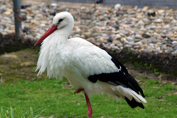 white stork in the grass