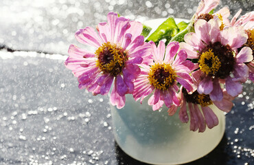 Zinnia flowers in vase with water for summer concept of gardening.