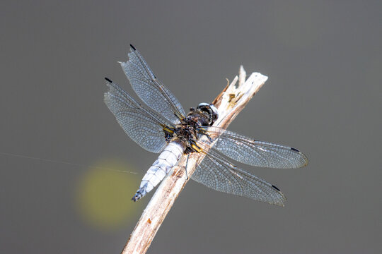A battered dragonfly, a Scarce Chaser Libellula fulva showing damage to its wings