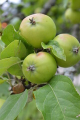 Apple tree close up