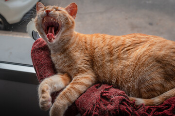 Primer plano. Gato atigrado de color marron sobre una manta roja junto a la ventana, bosteza al...