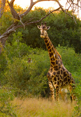 Obraz premium Giraffe in Kruger National Park, South Africa.