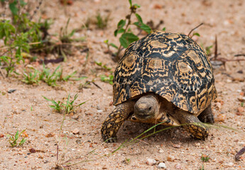 Leopard tortoise in Kruger National Park, South Africa.