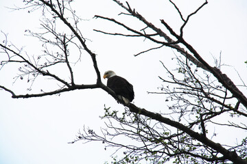 Bald Eagle resting on a branch