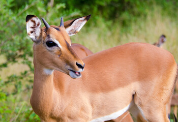 Impala in Kruger National Park, South Africa.