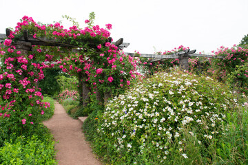 wünsche und träume im rosengarten entspannung in der natur