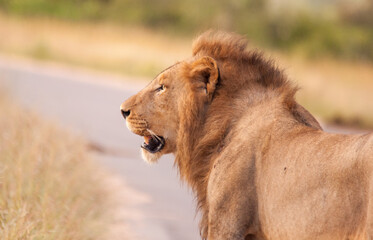 Male lion in Kruger National Park, South Africa.