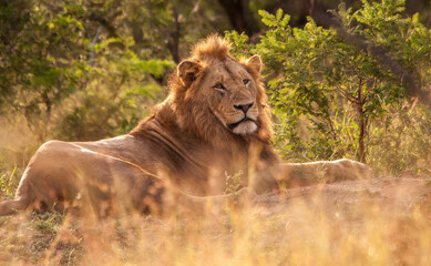 Male lion in Kruger National Park, South Africa.