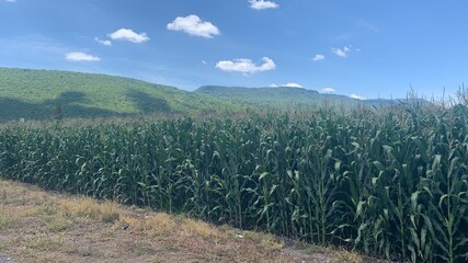 Obraz premium field corn of grass