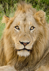 Male lion in Kruger National Park, South Africa.