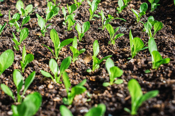 plant sprouts under the sun planted on land