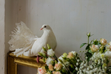 White pigeon among flowers . wedding dove. gold frame. symbol of love.