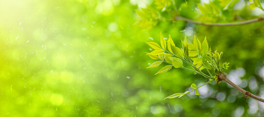 Fototapeta na wymiar green leaves on a sunny day. environment wide banner