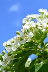 Apple blossoms