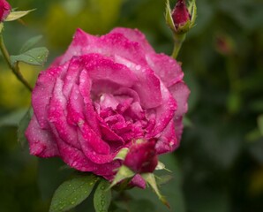 Kwiat róży w deszczowy dzień
