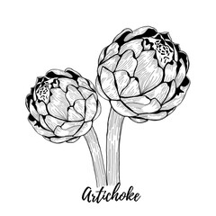 Artichoke vector illustration isolated on a white background. Graphic drawing style, black and white. Free hand drawing. Two branches of artichoke.