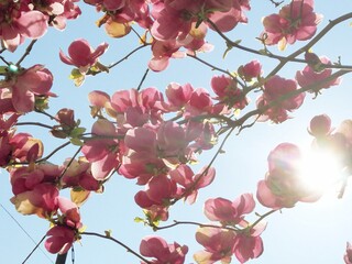 pink blossoms of magnolia with blue sky and sun lights beams