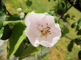 quince flower, blossom, close up