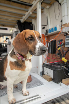 Very cute beagle sat at end of camper van waiting for a snack from her owner. Beautiful looking dog with big nose & ears