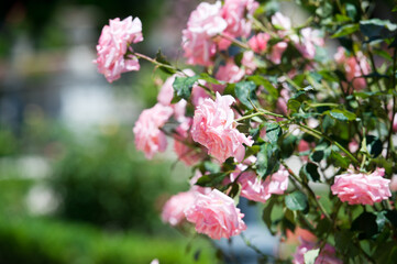 Beautiful bush of  pink roses in a spring garden. Rose garden. Tea and hybrid roses