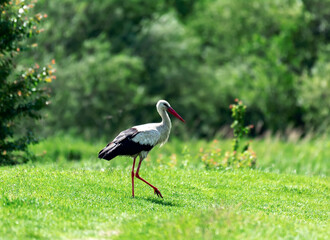 Portrait of a mighty stork on a background green tree