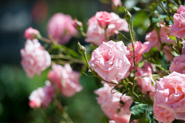 Beautiful bush of  pink roses in a spring garden. Rose garden. Tea and hybrid roses